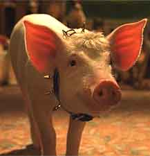 image: pig1